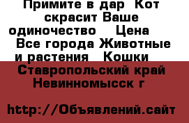 Примите в дар. Кот скрасит Ваше одиночество. › Цена ­ 0 - Все города Животные и растения » Кошки   . Ставропольский край,Невинномысск г.